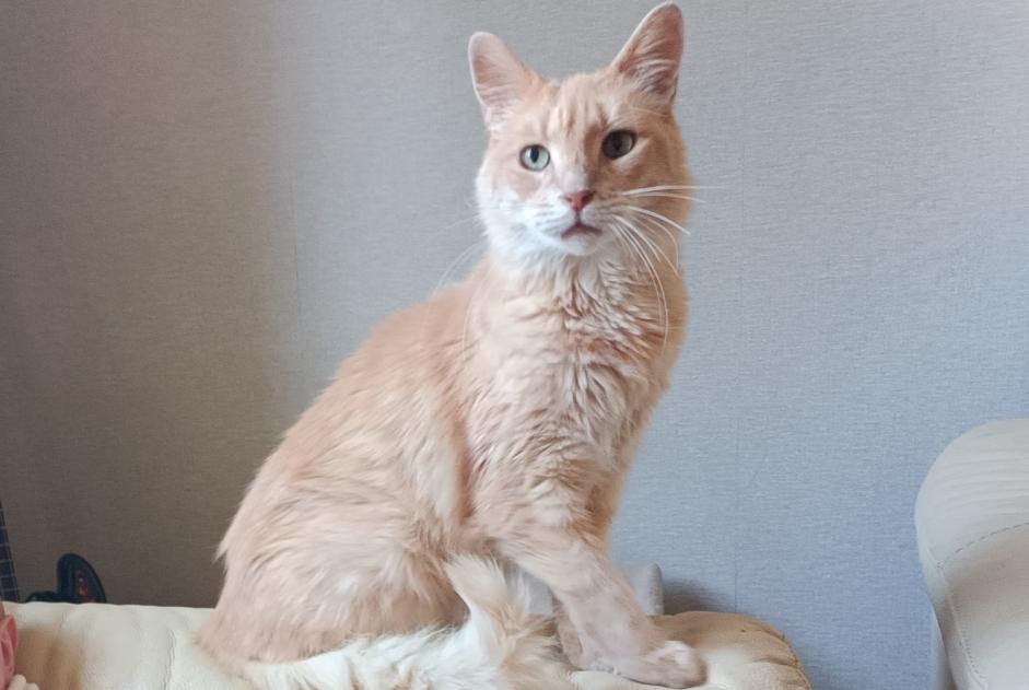 Alerta de Desaparición Gato cruce Macho , 11 años Beaumont-le-Roger Francia Alerta de Desaparición Gato cruce Macho , 11 años Beaumont-le-Roger Francia