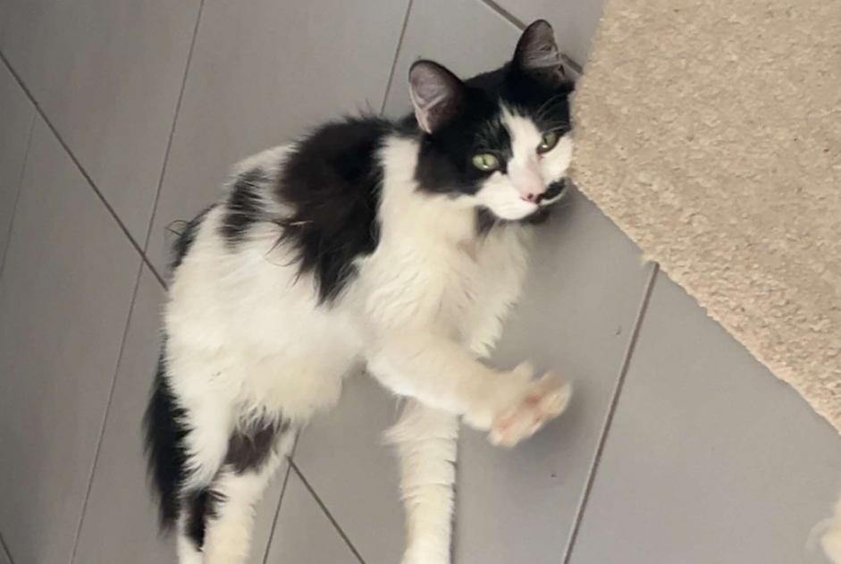 Alerte Disparition Chat Mâle , 2 ans Écully France