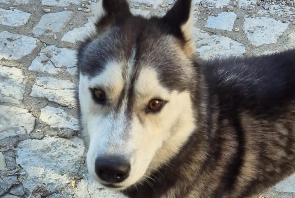Alerte Découverte Chien Mâle Strenquels France Alerte Découverte Chien Mâle Strenquels France