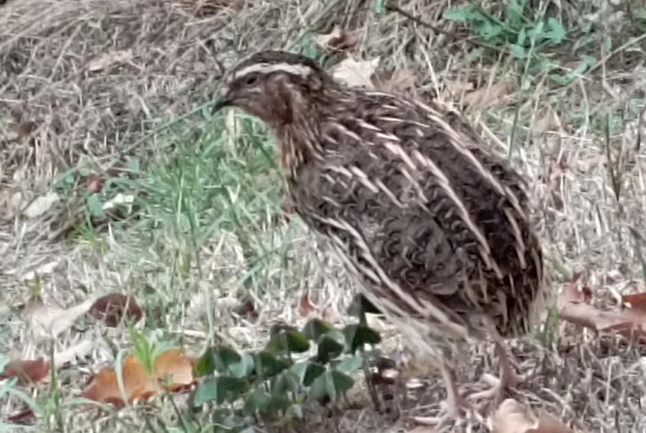 Alerte Disparition Oiseau Mâle , 2026 ans Le Montat France