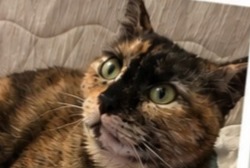 Avviso scomparsa Gatto Femmina , 2 anni Ris-Orangis Francia Avviso scomparsa Gatto Femmina , 2 anni Ris-Orangis Francia