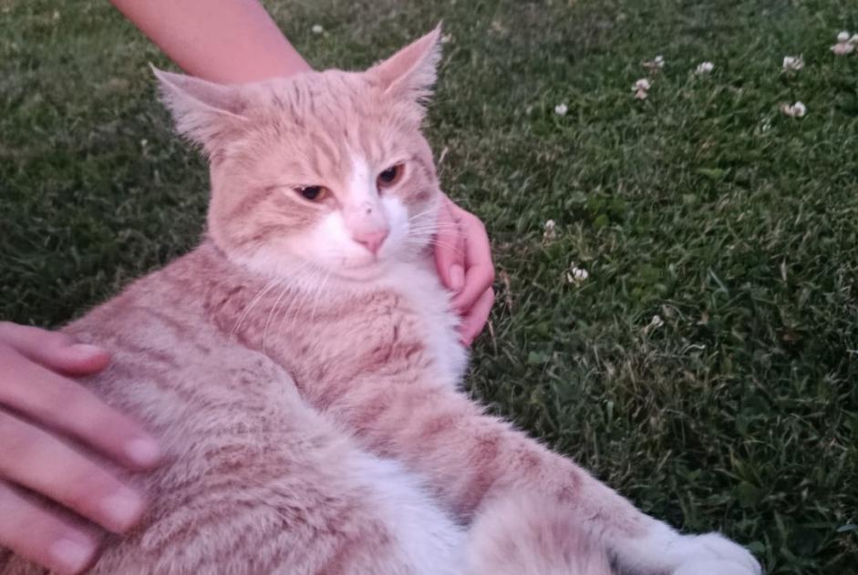 Alerta descoberta Gato Macho Thiouville France